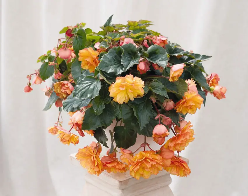 Begonia bulwiasta w doniczce