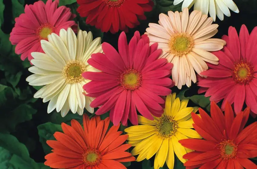 Gerbera Jemson'a