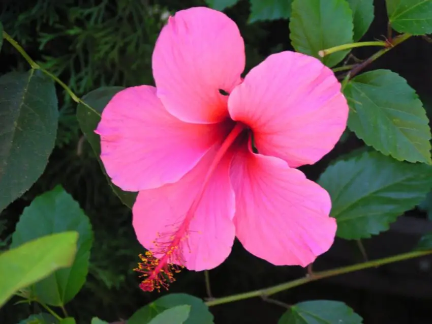 Jak karmić Hibiscus arborescens