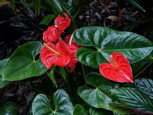 Podkład Anthurium