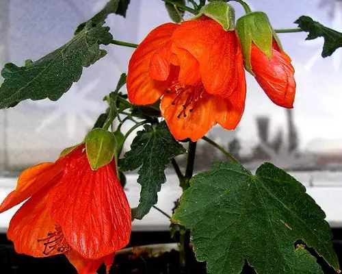 Domowa uprawa abutilonu z nasion