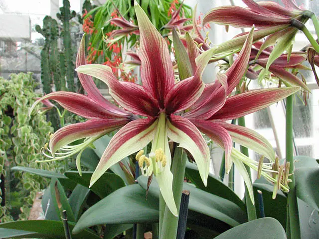 sadzenie hippeastrum 