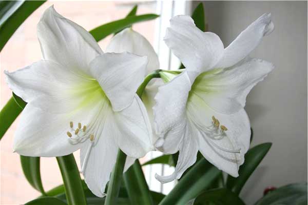 Pielęgnacja hippeastrum