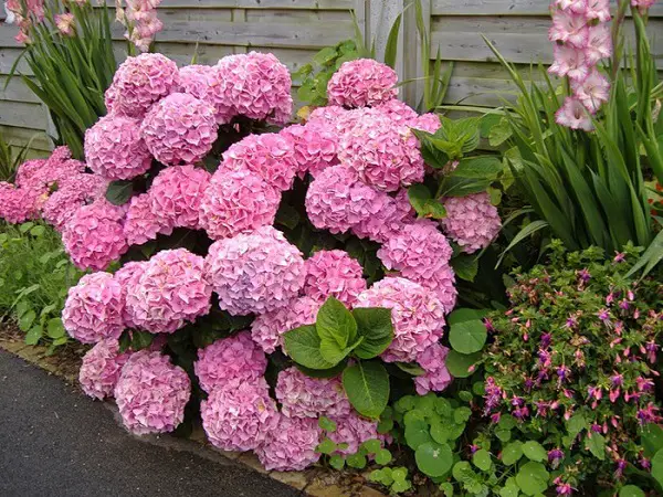 hydrangea paniculata waniliowa truskawka