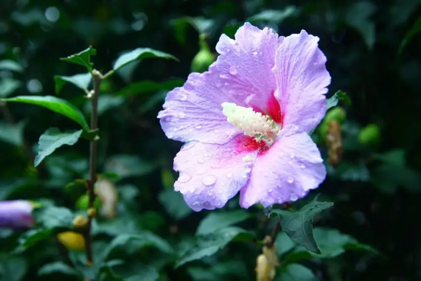 Sadzenie i pielęgnacja hibiskusa ogrodowego