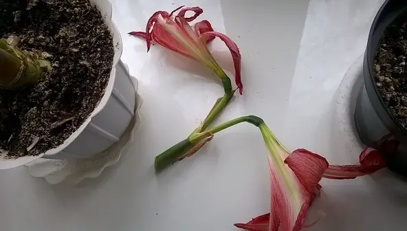 Jak uprawiać hippeastrum z nasion?