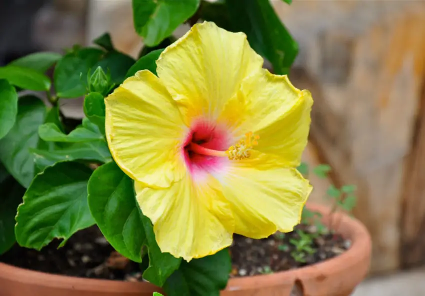 hibiskus w pomieszczeniach