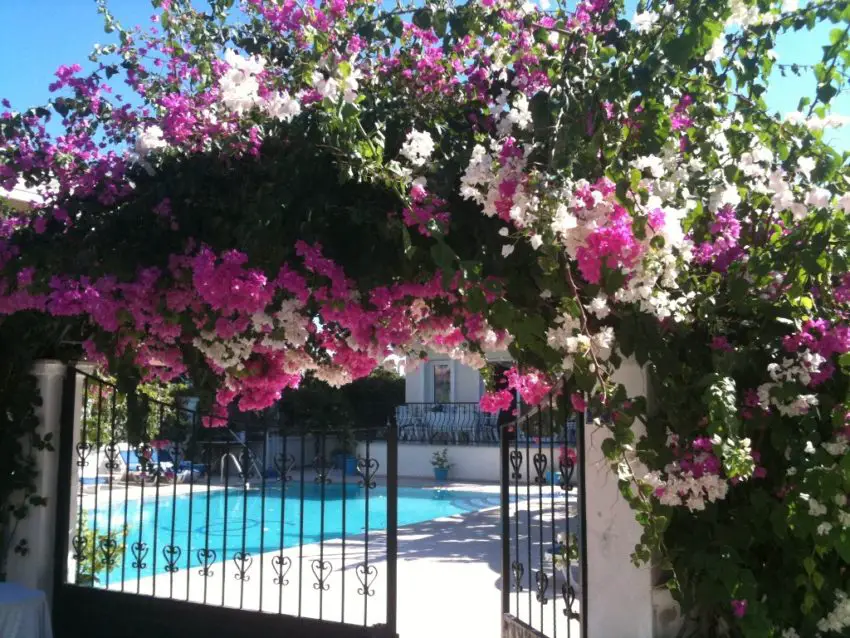 Bougainvillea w domu