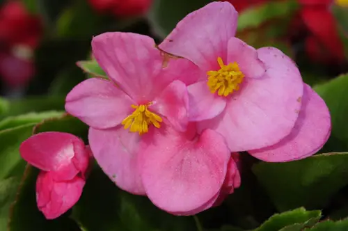 begonia nie kwitnie