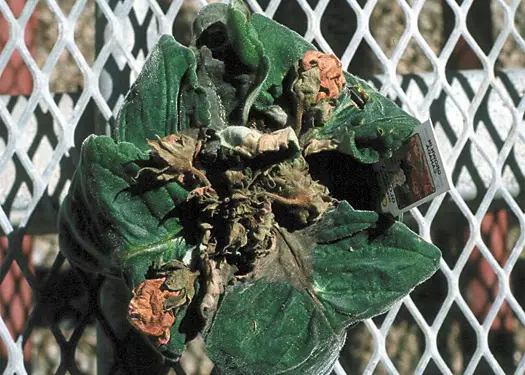 choroby gloxinia