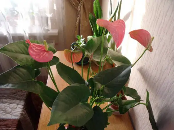 Rozmnażanie Anthurium przez liście