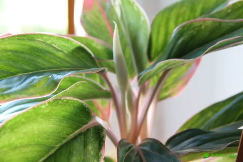 aglaonema cętkowana