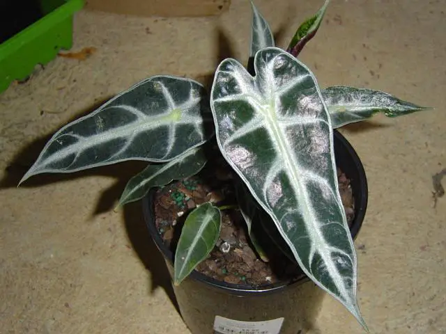 alokasia polli 