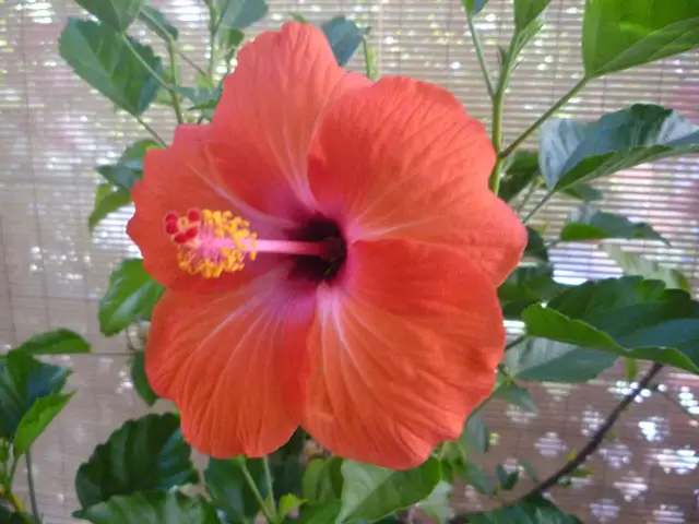 Hibiscus herbaceus uprawa