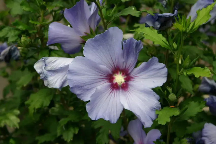 hibiskus rosa sinensis