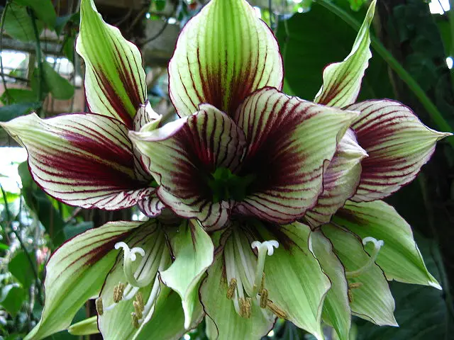 Hippeastrum nie kwitnie 