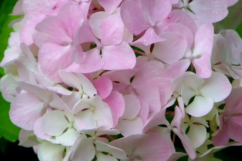 Hydrangea meotericum Magiczna świeca 