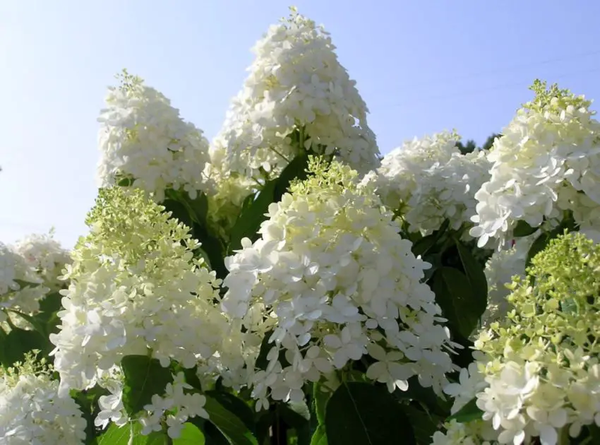 hortensja arborescens