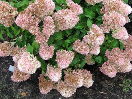 Hydrangea melodyczna srebrna