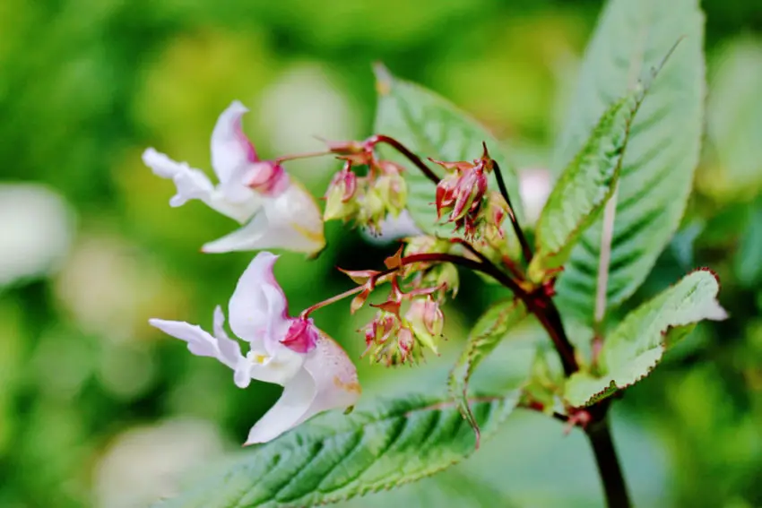 Dlaczego balsaminki nie kwitną 