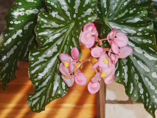 begonia nie kwitnie