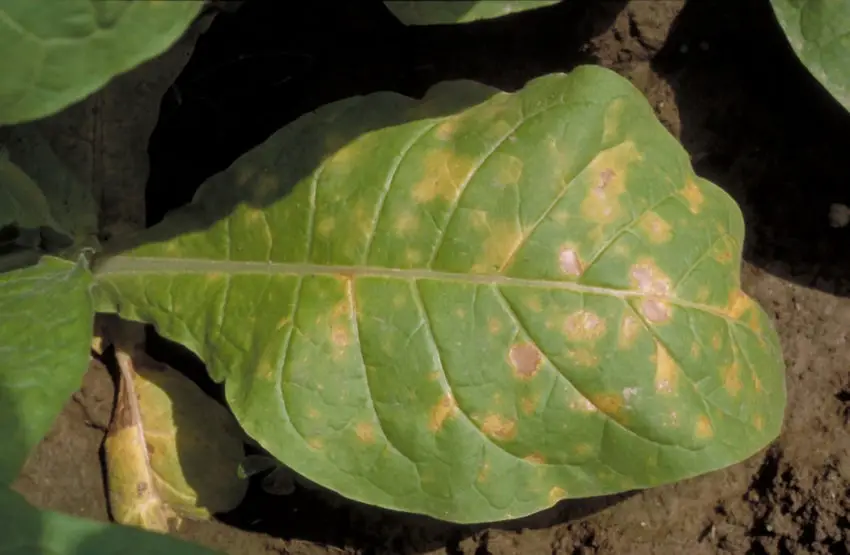 Choroba Anthurium