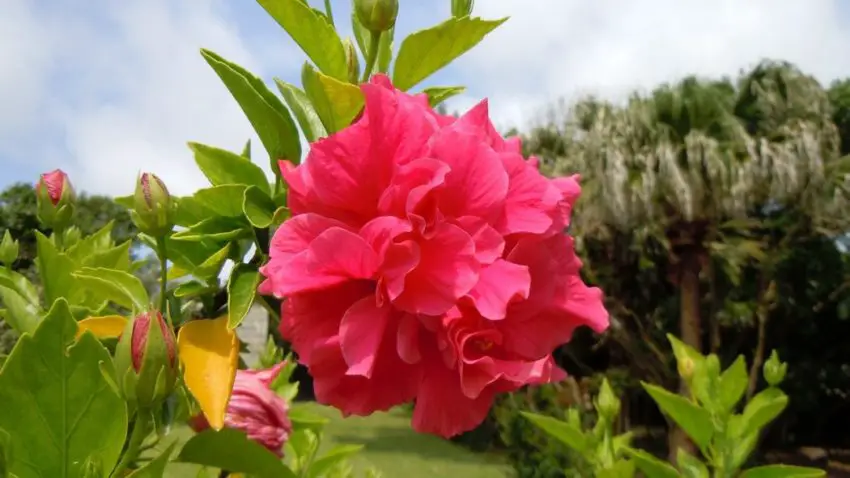 hibiskus czerwonolistny