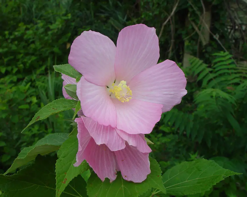 Hibiscus herbaceus uprawa