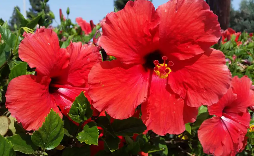 Hibiskus chiński