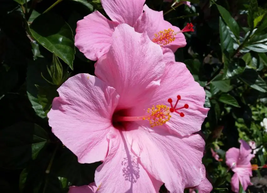 hibiskus rosa sinensis