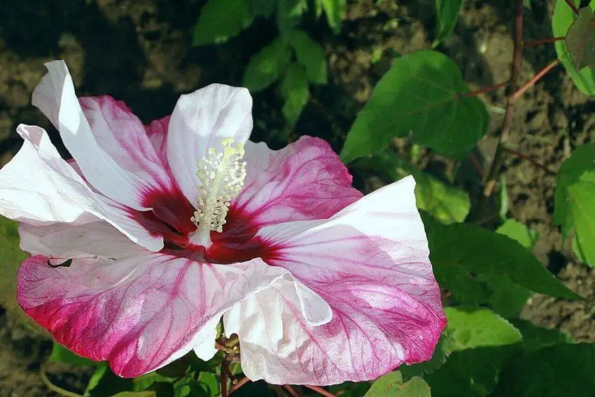 Przyczyny opadania pąków hibiskusa