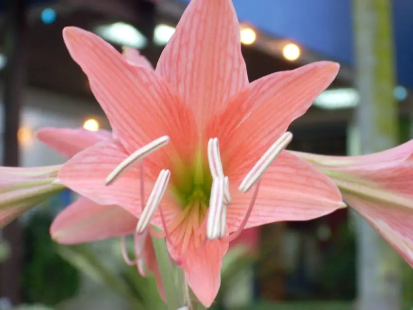 Powody, dla których hippeastrum nie kwitnie