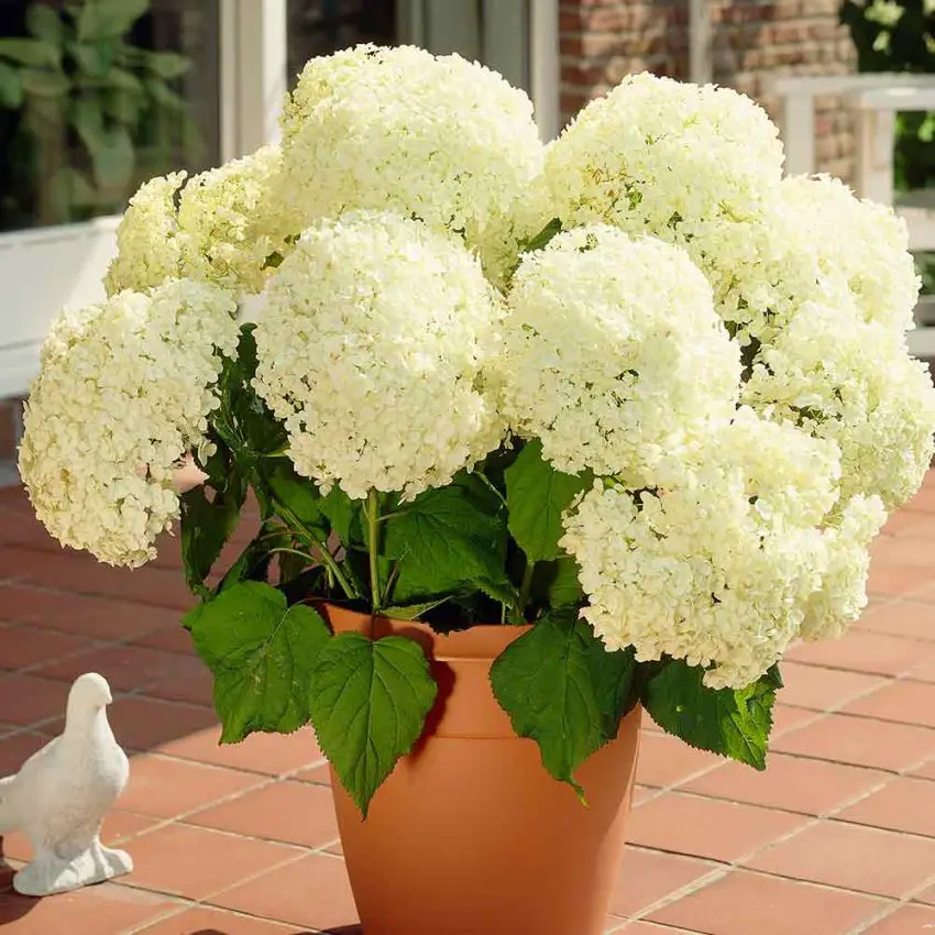 Jak pielęgnować i rozmnażać Hydrangea arborescens