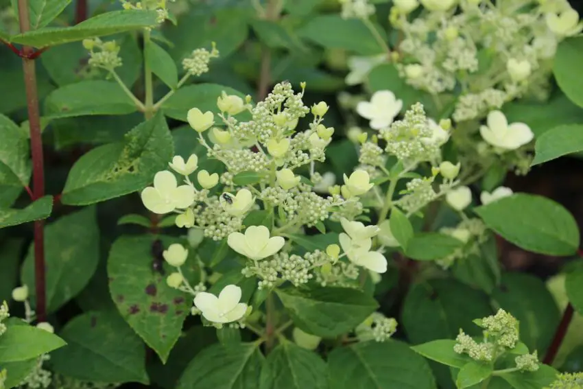 hydrangea paniculata early sensation