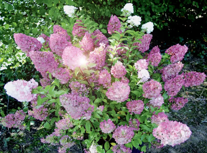 Hydrangea diamantino