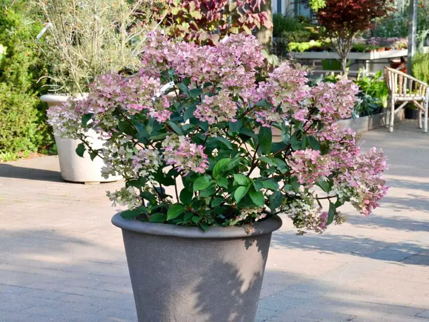 Hortensja pancerna (Hydrangea panicula) odmiany czerwonej (Wims red)