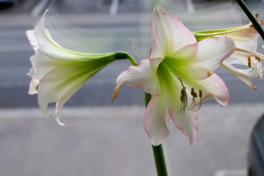 Hippeastrum nie kwitnie, co robić