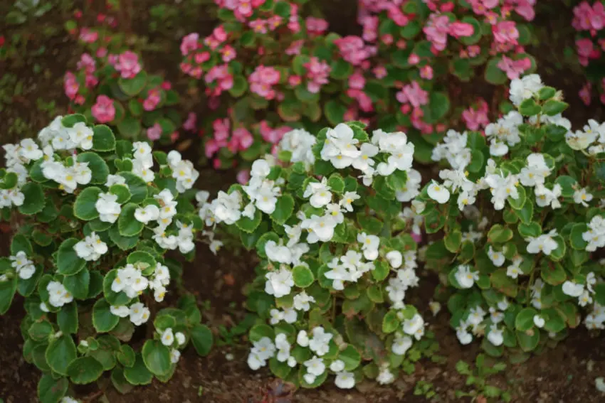 Dlaczego begonia nie kwitnie