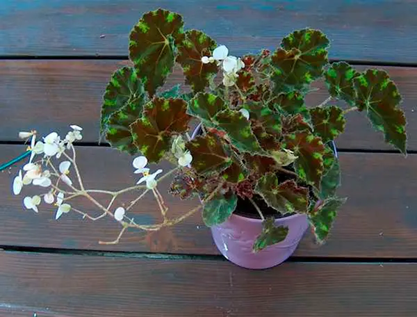 begonia tygrysia