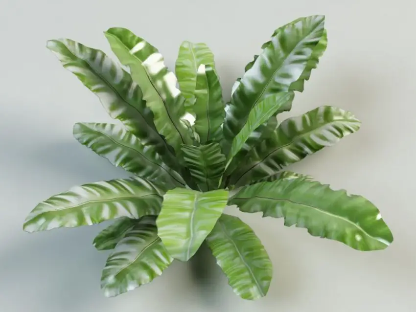 zdjęcia asplenium