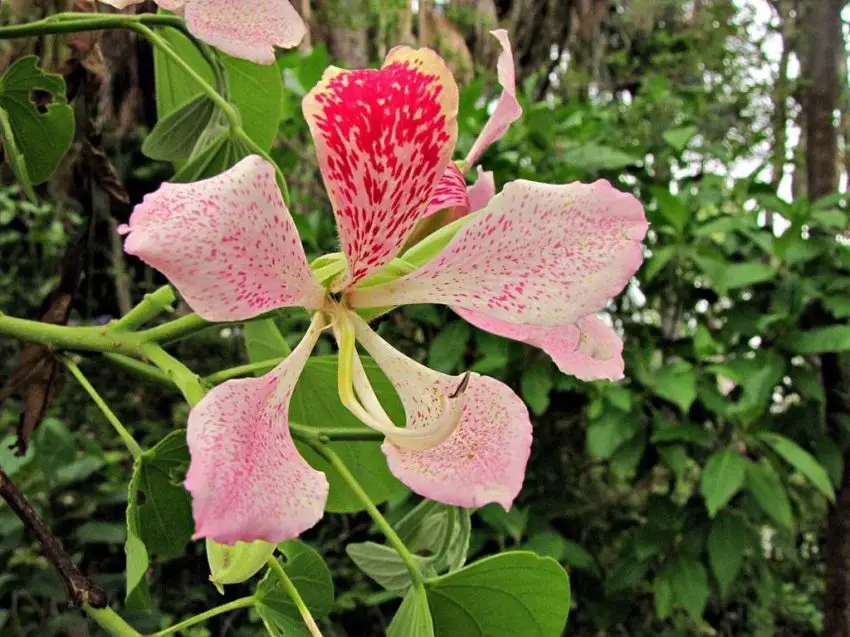 Bauhinia monocotyledonica