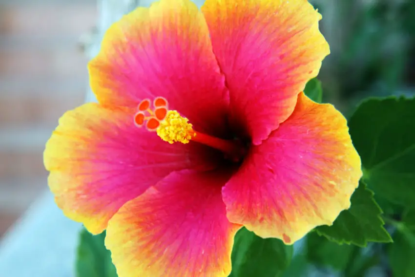 odmiany hibiskusa