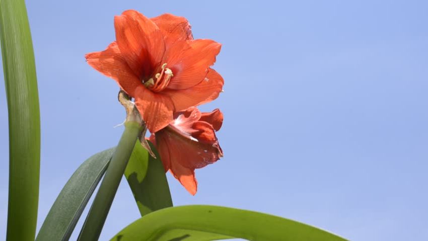  hippeastrum zakwitło 