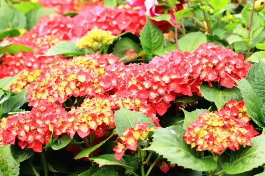 Hydrangea panicula 