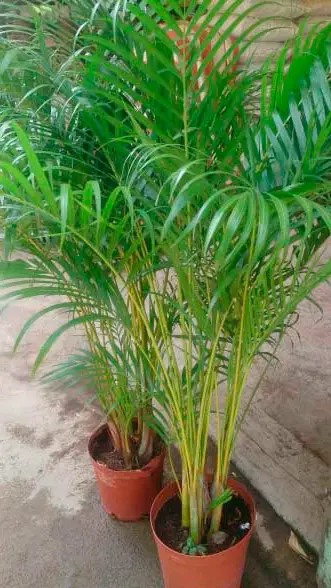 domowa pielęgnacja palmy areca