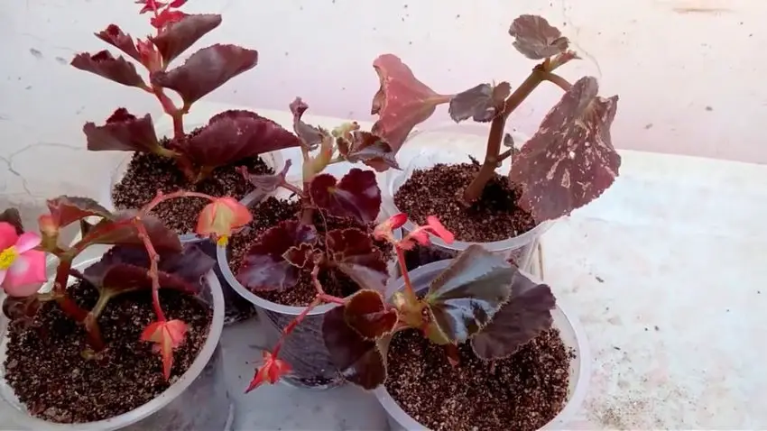 Jak pielęgnować Begonia ornamentalis