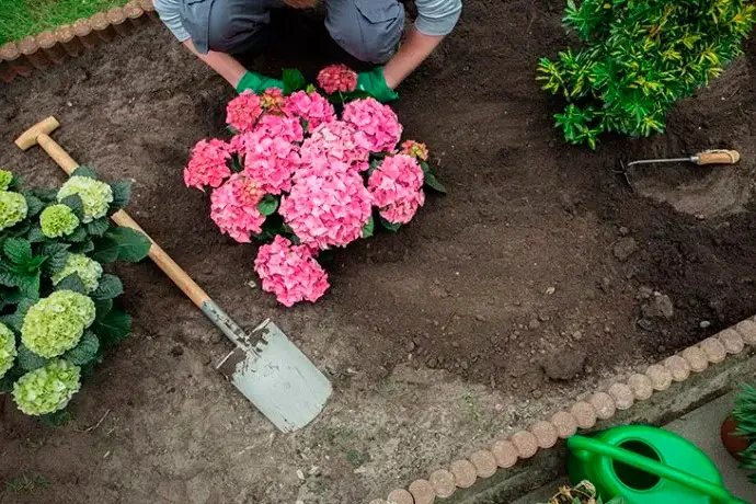 Domowa pielęgnacja hortensji różowych