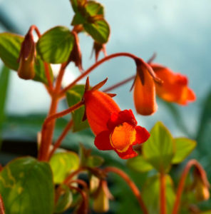 Właściwa pielęgnacja Gloxinia