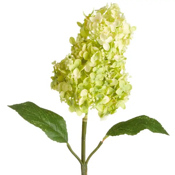 Hydrangea panicula kiedy kwitnie