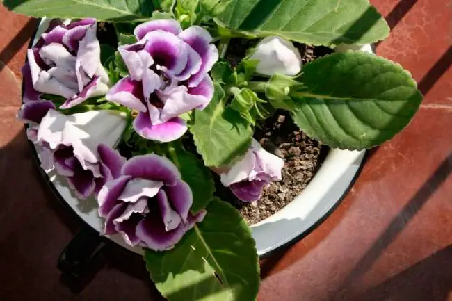 gloxinia nie kwitnie w domu